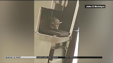 VIDEO: Ringtail cat stops in for a drink at Cañon City Burger King