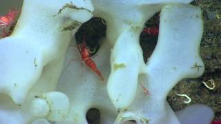 Okeanos Explorer Highlight: U.S Northeast Canyons Expedition 2013 Dive 6