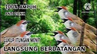 Suara Pikat Burung KASO-KASO Terampuh 100%Anti Zonk