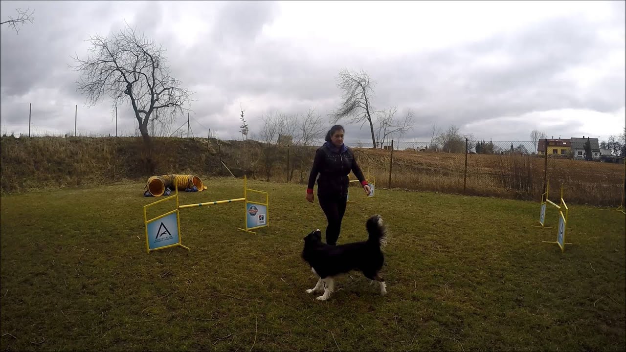 Ozzy_agility_16.2.2016 YouTube