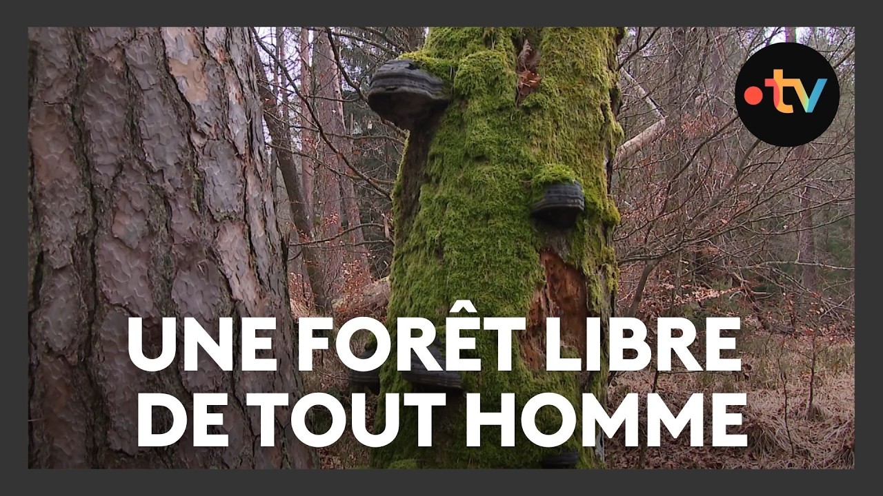 Un projet de forêt sans aucune exploitation forestière et libre de tout homme