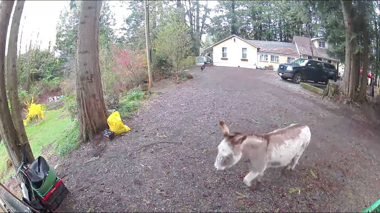 Comparing Nest IQ, Ring Stick Up, Arlo Ultra, & Logitech Circle 2 smart home cameras