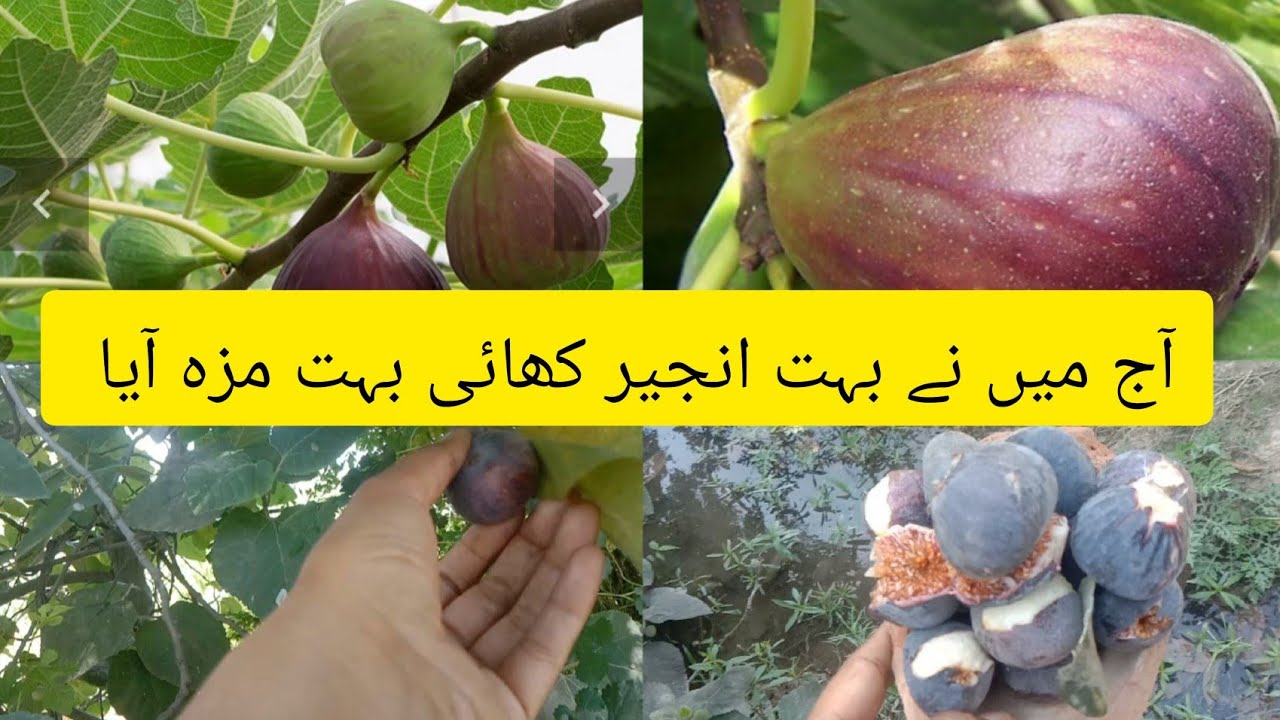 fig fruit in pakistan fig growing areas in pakistanfig tree in