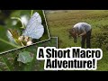 Out &amp; About | A Short Macro Adventure! | UK Wildlife Photography