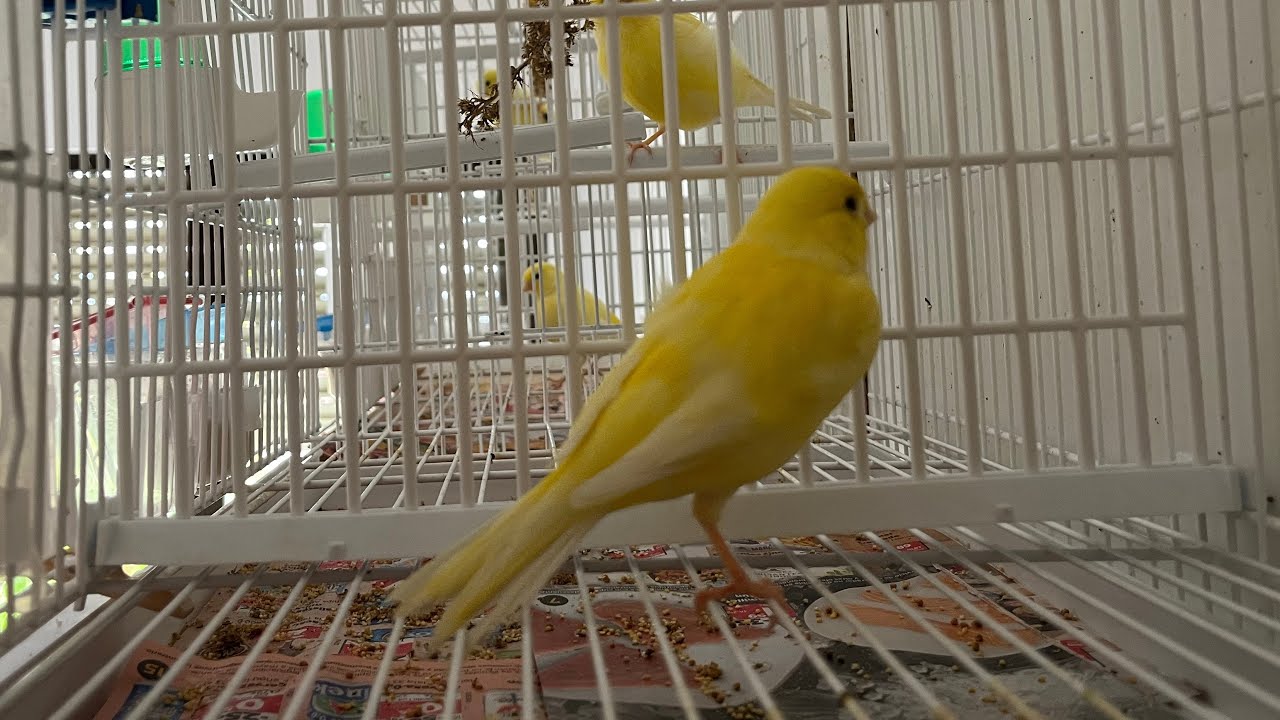 Nueva distribución del aviario !!!