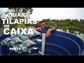 COMO CRIAR TILÁPIAS EM CAIXA D`ÁGUA PARTE 1