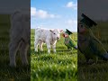 “Parrot Babysits Cow… BIG Mistake 😭😂”
