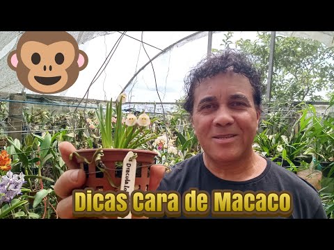 Como Plantar Orquídea Cara de Macaco (Dracula simia) + Cuidados