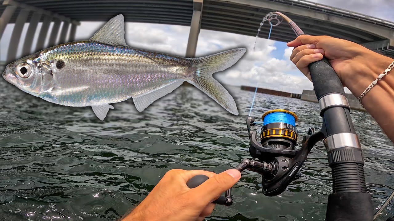 Throwing Big Bait for MASSIVE Bridge Fish in Panama City *NEW PB*