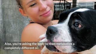 How CBD Oil Helps Your Pet - What You Need To Know!