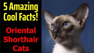 5 Fascinating Facts About Oriental Shorthair Cats