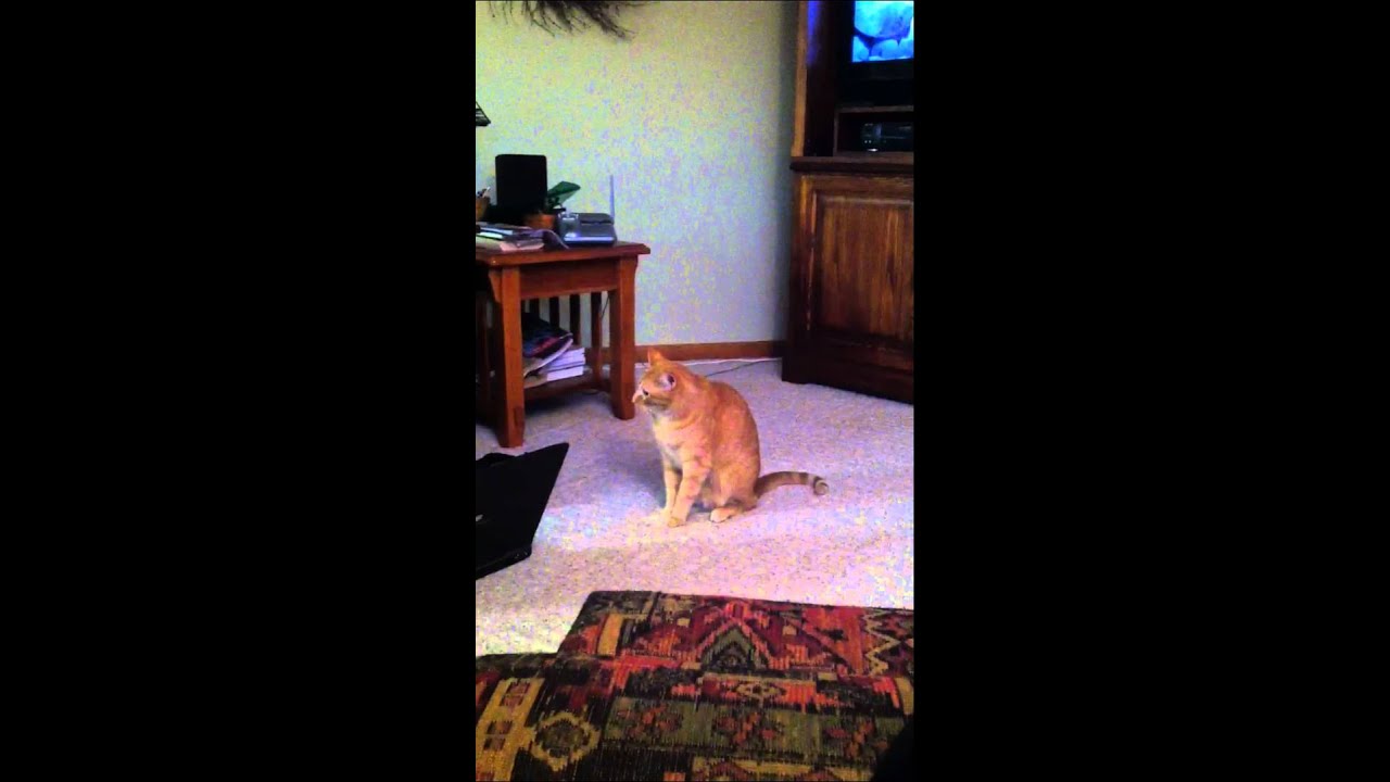 Down Syndrome Cat YouTube