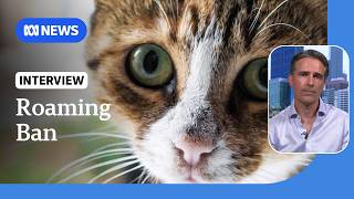 WA could stop cats roaming under proposed legislation | ABC NEWS