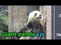 Giant panda㉕ 愛娘シャンシャンへの歓声が気になって食事の手が止まるリーリー 【上野動物園】