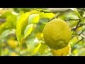 Le citron de Menton, un festival de saveurs - Météo à la carte
