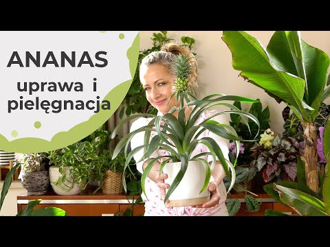 Wideo: Ananas w doniczce: sadzenie, pielęgnacja, podlewanie, zdjęcie