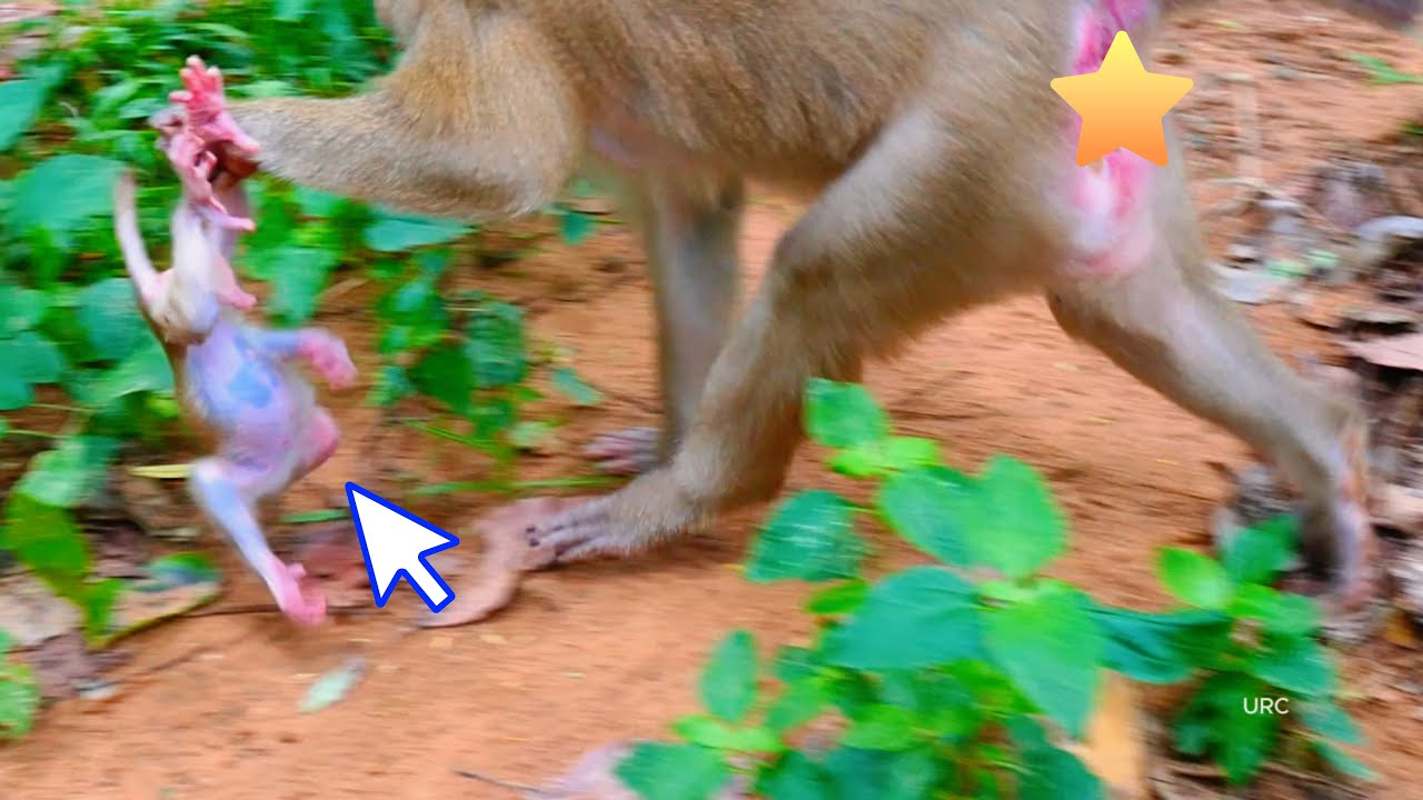 Oh my God// Why Luna Monkey Lift Baby LYNX Run so Fast like This_What Happen?