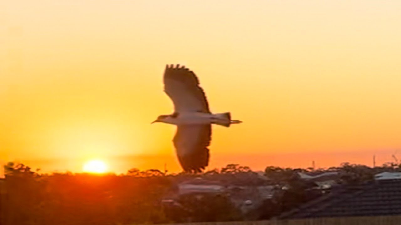 Nesting plovers protecting their territory from other plovers