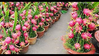 How To Grow Dragon Fruit | FULL INFORMATION زراعة الدراجون فروت