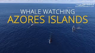 Whale Watching Azores Islands