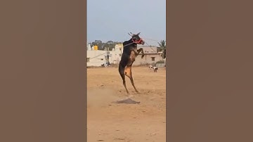 Hallikar Bull jump like horse 🐎🔥.#subscribe