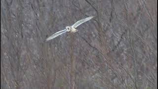 Short-Eared Owl - Velduil Asio Flammeus