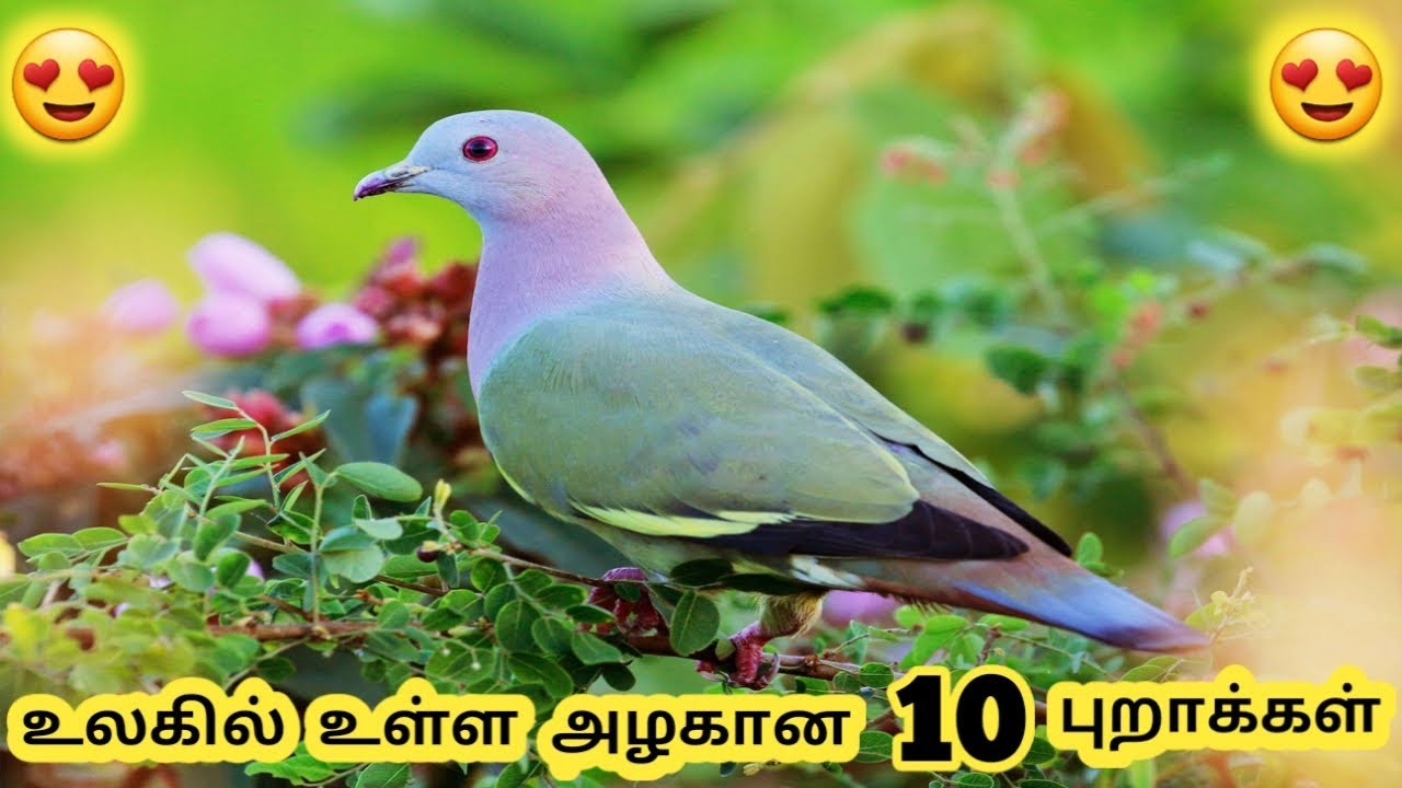 அழகான புறாக்கள் Ten beautiful pigeonTamil Info Share YouTube