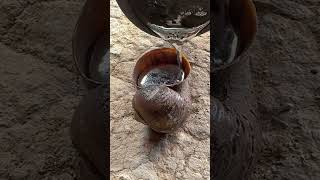 Watch Liquid Aluminum Transform a Shell Into Art! #shorts #diy #satisfying