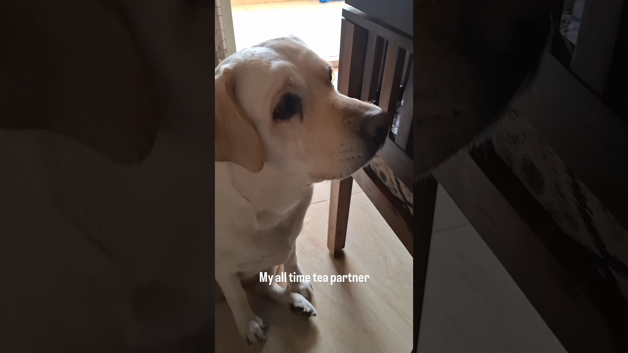 My all time tea partner #labradorretriever #viral #dog #cutedog #dogvideo