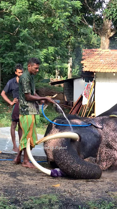 සැර ඇත්තු නාන විදිහ 💀 #elephant #animallife #srilankananimals #srilankanelephant #travel #love