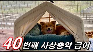 동네 강아지들을 살리기 위한 심장사상충 급여 20일차 저녁 영상 #반려견 #보더콜리