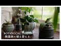 【観葉植物】素敵な陶器鉢を見つけてしまった...。益子陶器市2023春で購入した鉢に植え替え