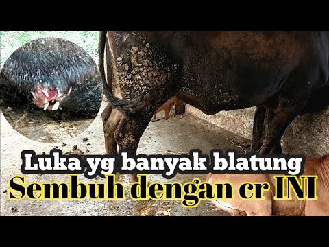 Luka berbelatung pada sapi | dan cara pengobatannya @Setia Farm