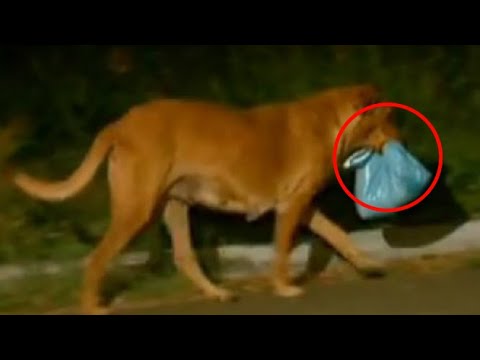 Video: Sådan stopper du hunden fra at handle