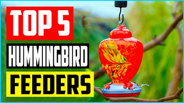 Best Hummingbird Feeders in 2023