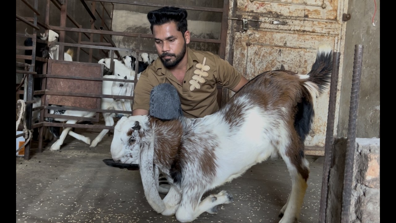 Mashallah quality goat dhamaka palne wale bullet bakre start 12000