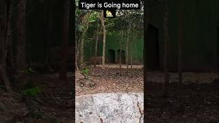 Tiger in Zoo #zoolife #facebookreels #amazonfinds #TopFans#tiger#follower #followforfollowback #pets