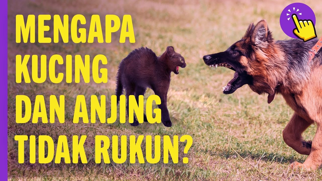 Mengapa kucing dan anjing tidak rukun? | Informasi yang menarik | Ingat
