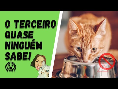 Vídeo: Nova Lista De Verificação Do Gatinho - Suprimentos Para Gatinhos - Ração Para Gatos, Gatinho E Muito Mais