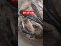 bắt được cả cặp cá lóc đồng luôn#batca #bayslingshot #kichca #calocdong