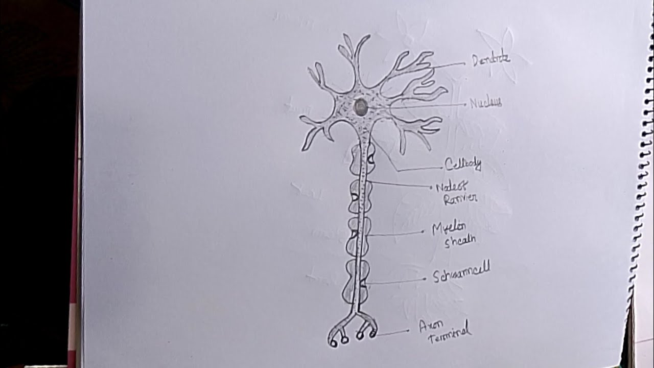 How to draw Neuron cell easy  || How to draw Draw Nervous system easy || 5 Minutes School1