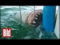 Weißer Hai greift an - Attacke auf Käfig in Südafrika ( tauchen / scuba / Jaws)