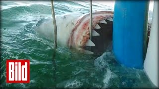Weißer Hai greift an - Attacke auf Käfig in Südafrika ( tauchen / scuba / Jaws)