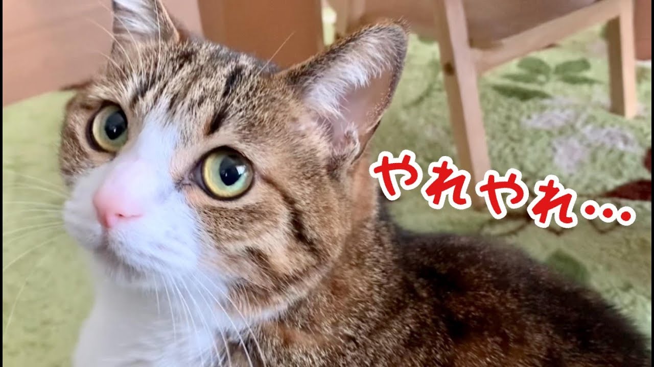 猫さん しつこい猫。vol.823 - YouTube