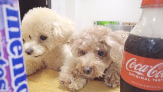 犬に初めてメントスコーラを見せてみたら...w【トイプードル】