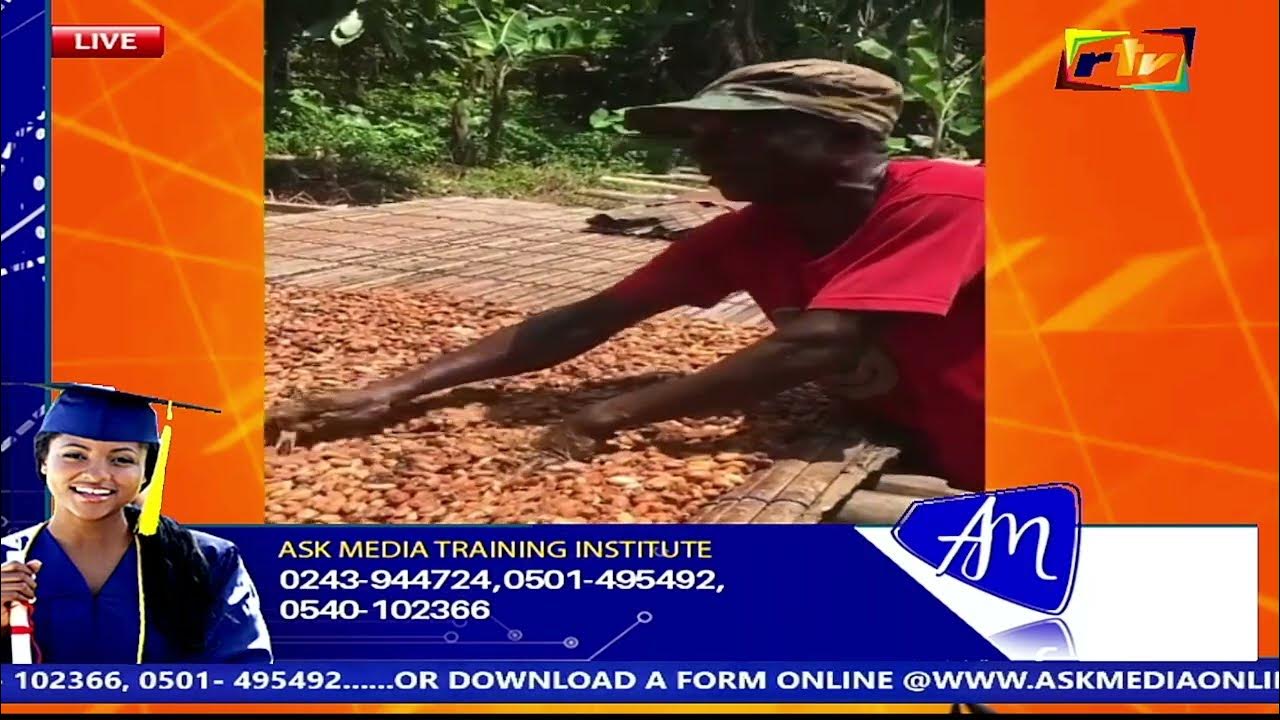 Cocoa Farmer explains the reason why some cocoa farms are destroyed and