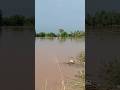 #7,9,2025"#Ghaggar Nadi 🌊 खेतों में पानी भर गया 🚨 #Punjab#Haryana Border से #Live"