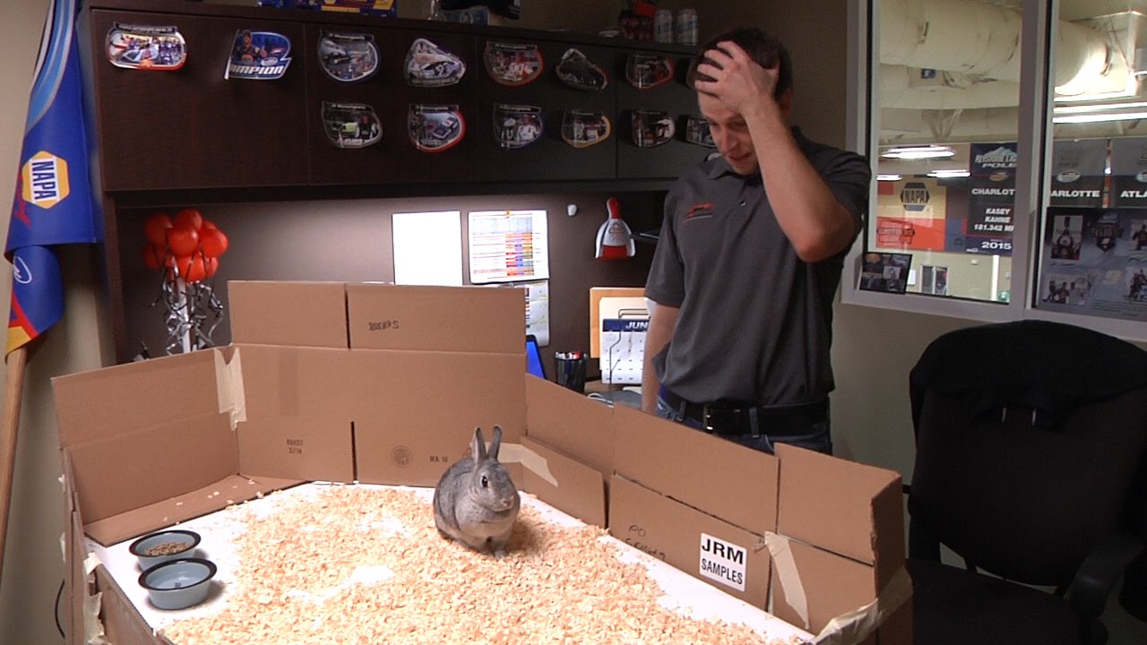 Episode 37: Bad Hare Day