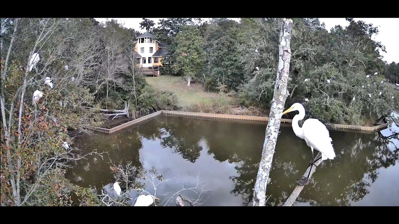 Evening Egret Roosting: December 26, 2025 - Inner Harbor Bayou, Ocean Springs, Mississippi