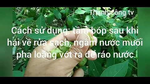 Cây tầm bóp chữa bệnh ung thư, tiểu đường, các bệnh nan y khác, cây thuốc quý.